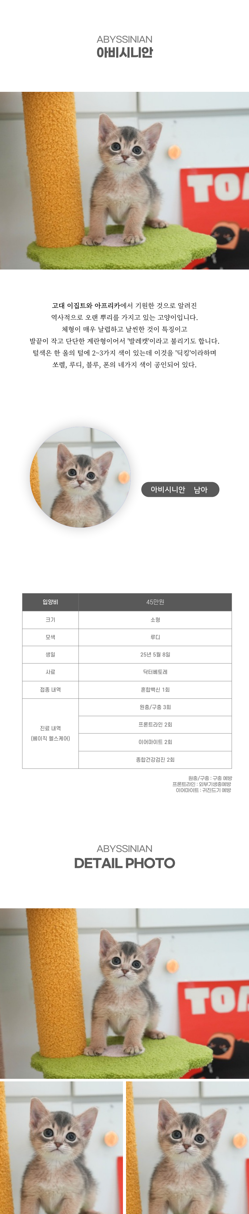 아비시니안_상세이미지_2